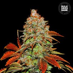 Bubblegum Extra Auto