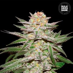 Caramel King Auto
