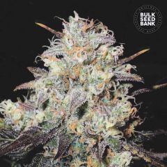 Cocopopo Auto