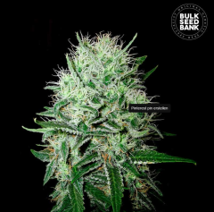 Devils Kiss Auto