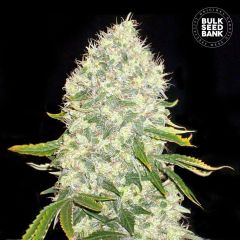 White Widow Feminisiert