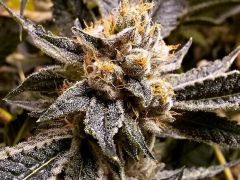 Confidential Purp Feminisiert
