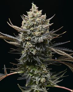 Cookies Seed Bank Corn Syrup Feminisierte Hanfsamen Cannabisblüte