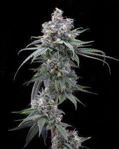 Cookies Seed Bank Pie Piss Feminisierte Hanfsamen Cannabisblüte