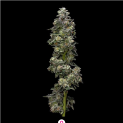 DNA Genetics Bakers Delight Feminisierte Hanfsamen