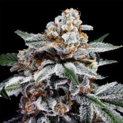 DNA Genetics Canelo Automatic Hanfsamen Cannabisblüte