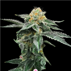 DNA Genetics Kosher Cookies Feminisierte Hanfsamen
