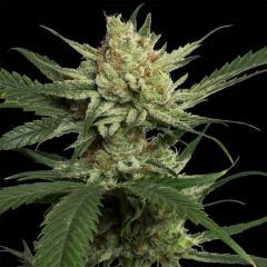 DNA Genetics Strawberry Banana Feminisierte Hanfsamen Cannabisblüte