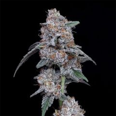 DNA Genetics The Bic Mac Automatic Hanfsamen Cannabisblüte