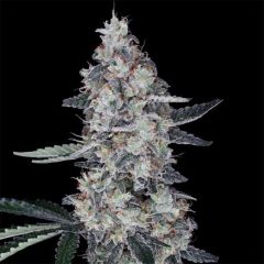 DNA Genetics Watermelon Man Automatic Hanfsamen Cannabisblüte