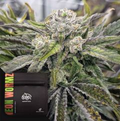 Doja Neon Wormz Feminisierte Cannabissamen Blüte