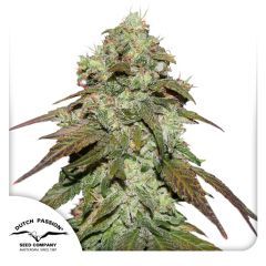 Dutch Passion CBD Mazar Hanfsamen Blüte
