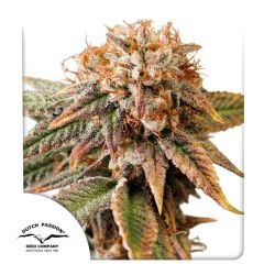 Dutch Passion Kingston Punch Automatic Hanfsamen Cannabisblüte