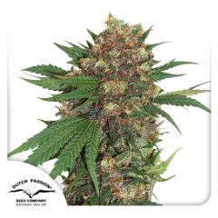 Master Kush Feminisiert