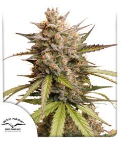 Dutch Passion Melonade Runtz Automatic Hanfsamen Cannabisblüte
