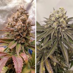 Dutch Passion Melonade Runtz Feminsierte Hanfsamen Cannabisblüte