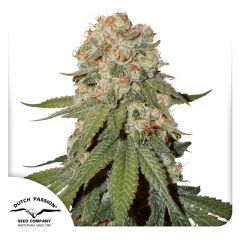 Orange Bud Feminisiert