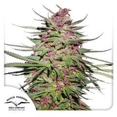Dutch Passion Purple #1 Hanfpflanze Blüten