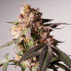 Dutch Passion Slurricane Cookies Feminisierte Hanfsamen Cannabisblüte