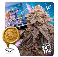 Dutch Passion Pink Slush Mint Cake BX1 Reguläre Hanfsamen Cannabisblüte