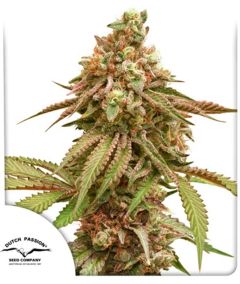 Tropical Tangie Feminisiert