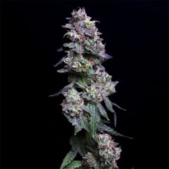 Elev8 Seeds Baked Apple Cherries Feminisierte Hanfsamen Cannabisblüte