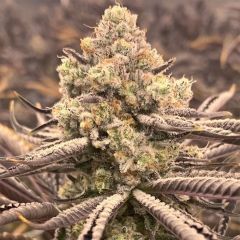 Elev8 Seeds Sour Grape Punch Feminisierte Hanfsamen Cannabisblüte