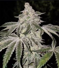 ,Ethos Genetics Atomic Leisure R1 Feminisierte Blüte