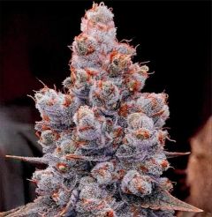 Ethos Genetics Banana Jealousy RF3 Hanfsamen Cannabisblüte