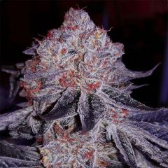 Cherry Gar-See-Ya R1 Feminisiert