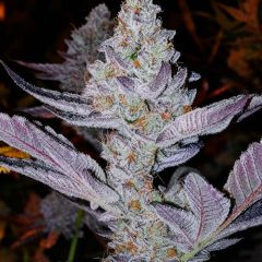 Ethos Genetics GMO Zkittlez F1 Reguläre Blüte