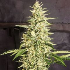 Ethos Genetics Inzane Auto Hanfsamen Cannabisblüte