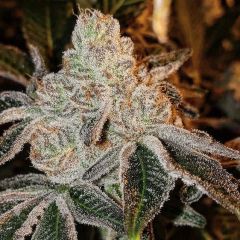 Ethos Genetics Johnny Dang R1 Feminisierte Hanfsamen Cannabisblüte