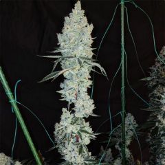 Ethos Genetics Lemon Cherry Pie R1 Feminisierte Hanfsamen Cannabisblüte