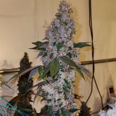 Ethos Genetics Liqueur R1 Feminisierte Blüte
