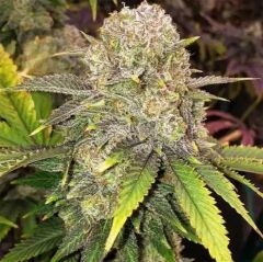 Ethos Genetics Master Kush Rbx Feminisierte Blüte