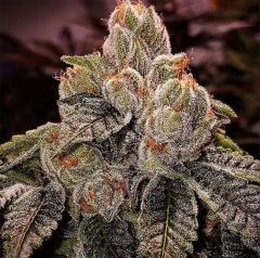 Ethos Genetics OGDLUX BX3  Reguläre Blüte