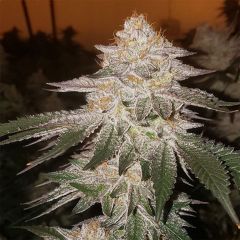 Ethos Genetics Pina RBX2 Auto Hanfsamen Cannabisblüte