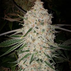 Ethos Genetics Pluto Cut RF3 Auto Hanfsamen Cannabisblüte