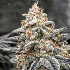 Ethos Genetics White Wedding RBX Feminisierte Hanfsamen Cannabisblüte