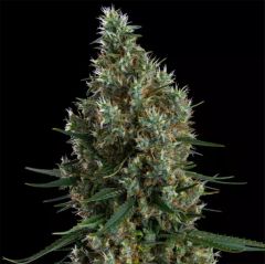 Ethos Genetics Zweet Inzanity RBX Feminisierte Blüte