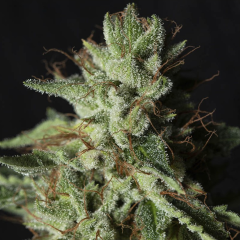 EVA Seeds Gorilla Candy Feminisierte Hanfsamen