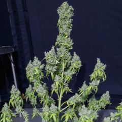 Magic Tree Auto