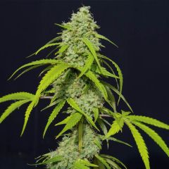 Orange Kush Auto