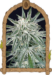 Green Gummy Auto 