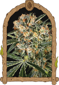 Hippie Therapy CBD Feminisiert