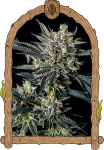 Jelly Banana Auto