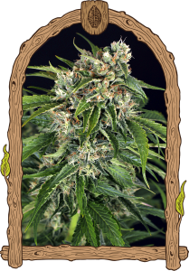 Sir Jack Pure CBD Auto
