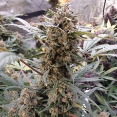 Original BubbleGum Auto
