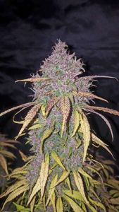 C4 Auto